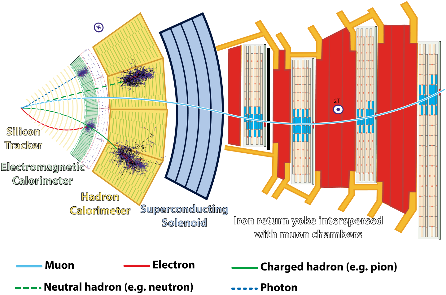 A transverse slice of the CMS detector and the particles detected by each subdetector.